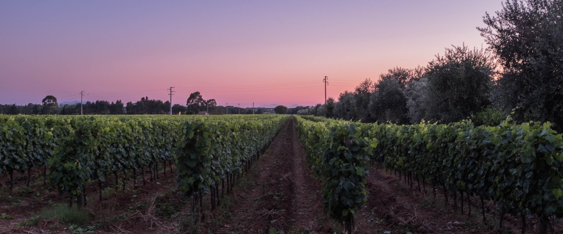 Panoramski pogled na uređene vinograde i voćnjake u sumrak